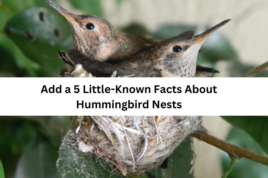 5 Little-Known Facts About Hummingbird Nests