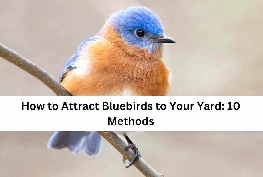 How to Attract Bluebirds to Your Yard 10 Methods