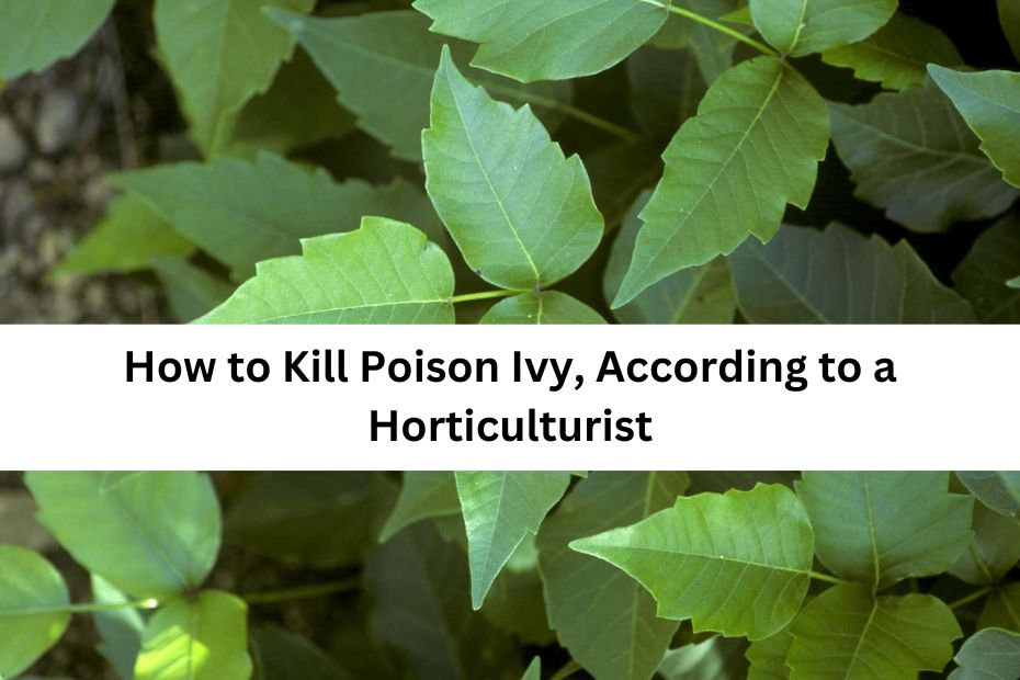 How to Kill Poison Ivy, According to a Horticulturist