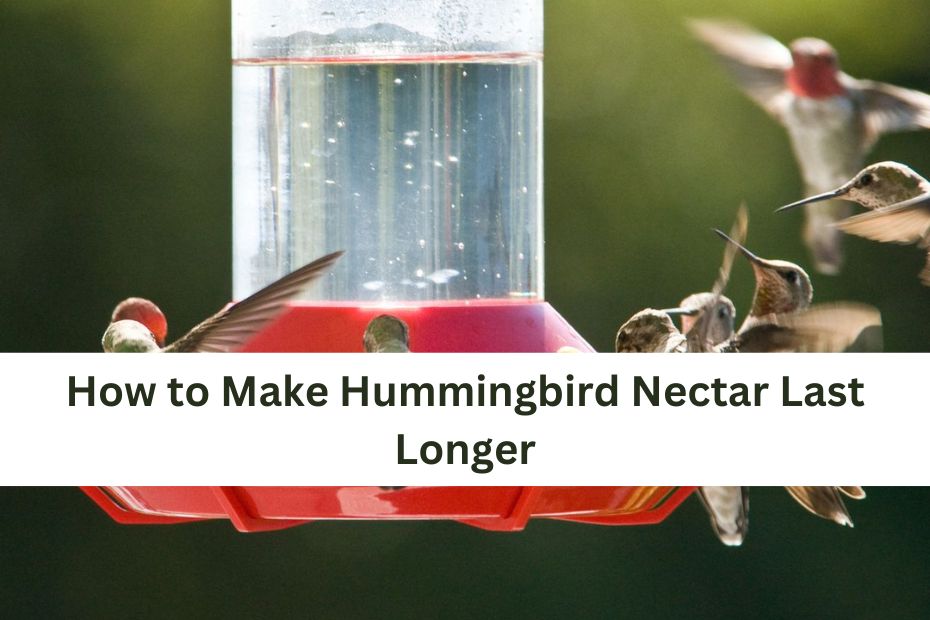 Hummingbirds are fascinating creatures, known for their incredible speed and agility. One of the best ways to attract and support these tiny avian marvels is by providing them with a consistent supply of nectar. However, making sure that your hummingbird nectar lasts as long as possible can be a bit tricky. This article will guide you through various methods and tips to ensure your nectar stays fresh and appealing for the hummingbirds. Understanding Hummingbird Nectar Before diving into preservation techniques, it’s important to understand what hummingbird nectar is and why its freshness matters. Hummingbird nectar is a sugar solution that mimics the natural nectar found in flowers. The standard recipe is 1 part white granulated sugar to 4 parts water. This mixture provides the essential energy source that hummingbirds need. Why Nectar Spoils Nectar spoils for several reasons: Bacterial Growth: Warm, sugary liquids are ideal breeding grounds for bacteria and mold. Temperature Fluctuations: Exposure to varying temperatures can lead to quicker spoilage. Sunlight: Direct sunlight can increase the temperature of the nectar and promote algae growth. Tips for Making Hummingbird Nectar Last Longer 1. Use the Right Sugar Opt for white granulated sugar, as it’s the best option for hummingbirds. Avoid using honey, molasses, or artificial sweeteners as these can be harmful to birds. Why White Granulated Sugar? White granulated sugar dissolves well and provides the correct balance of sucrose that hummingbirds require. Other sugars or sweeteners may not have the right composition and can affect the birds’ health. 2. Boil the Water Boiling the water before mixing it with sugar helps to kill any potential bacteria or mold spores. Let the water cool to room temperature before mixing it with sugar. How to Boil Water for Nectar: Boil a pot of water for a few minutes. Allow it to cool to room temperature. Mix with sugar at the ratio of 1 part sugar to 4 parts water. 3. Store Nectar Properly Store unused nectar in the refrigerator. Cold temperatures will slow down bacterial growth and preserve the nectar for a longer period. How to Store Nectar: Pour the nectar into a clean, airtight container. Label the container with the date it was made. Refrigerate and use within 2 weeks. 4. Clean Feeders Regularly Clean hummingbird feeders every 3 to 5 days, or more frequently if the nectar seems to be spoiling faster. Use hot water and a brush to scrub the feeder, making sure to remove any residue or mold. Steps for Cleaning Feeders: Disassemble the feeder. Use a mixture of hot water and mild soap to clean. Rinse thoroughly to remove all soap residues. Let it air dry before refilling with fresh nectar. 5. Avoid Direct Sunlight Place feeders in shaded areas to prevent the nectar from heating up and spoiling. Sunlight accelerates the breakdown of sugar and promotes algae growth. Best Placement Tips: Choose a spot with morning sun and afternoon shade. Use a feeder with a built-in shade or shelter. 6. Use Feeder Covers Feeder covers can help protect the nectar from the elements and reduce the amount of sunlight that reaches the nectar. Benefits of Feeder Covers: Shields nectar from direct sunlight. Helps to keep out debris and insects. Can prevent rain from diluting the nectar. 7. Monitor Nectar Levels Keep an eye on nectar levels and refill the feeder only when necessary. This will help minimize the amount of time nectar sits in the feeder. How to Monitor: Check the feeder daily. Refill only when nectar levels are low. Seasonal Considerations Spring and Summer During warmer months, nectar will spoil faster due to higher temperatures. Regular cleaning and frequent nectar replacement are crucial. Fall and Winter In cooler weather, nectar lasts longer, but it’s still important to clean the feeders regularly to prevent ice formation and ensure freshness. Troubleshooting Nectar Problems Nectar Crystallization If nectar crystallizes, it means the sugar concentration is too high or the nectar was not properly dissolved. Use the correct ratio of sugar to water and ensure thorough mixing. Mold Growth Mold in the nectar indicates that the feeder wasn’t cleaned properly or the nectar was left too long. Clean feeders regularly and use freshly prepared nectar. Conclusion Maintaining fresh hummingbird nectar involves a few simple but crucial practices. By using the right sugar, boiling water, storing nectar properly, and keeping feeders clean and shaded, you can ensure that your hummingbird friends have a constant supply of the energy they need. Seasonal adjustments and regular monitoring will also help in extending the life of your nectar. By following these guidelines, you can create a welcoming environment for hummingbirds, enhancing their feeding experience and contributing to their well-being. FAQ 1. How often should I clean my hummingbird feeder? Clean your feeder every 3 to 5 days, or more frequently if the nectar appears to be spoiling faster. Regular cleaning prevents mold and bacterial growth. 2. Can I use honey or molasses instead of white sugar? No, honey and molasses can be harmful to hummingbirds and may promote the growth of harmful bacteria. Always use white granulated sugar. 3. How can I prevent ants from getting into my hummingbird feeder? Use ant moats or hang the feeder with a specially designed ant guard. Ensure that the feeder is not in close proximity to structures that ants can climb. 4. Why does my hummingbird nectar sometimes turn cloudy? Cloudy nectar usually indicates that the nectar has gone bad, often due to bacterial growth. Clean the feeder thoroughly and replace with fresh nectar. 5. What should I do if my hummingbird feeder freezes in winter? How to Make Hummingbird Nectar Last Longer