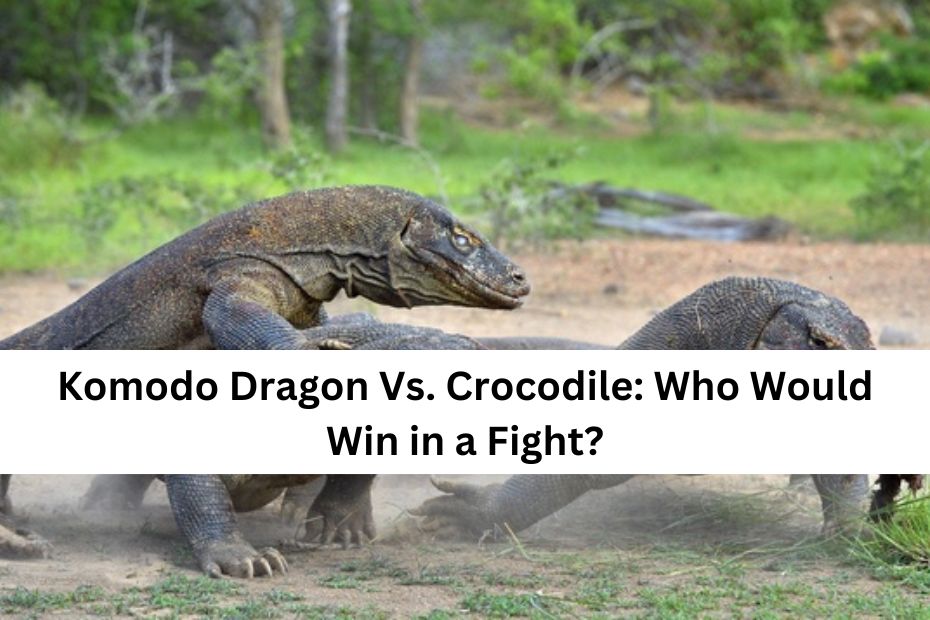 Komodo Dragon Vs. Crocodile Who Would Win in a Fight