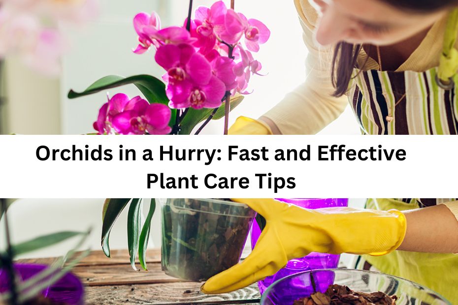 Orchids in a Hurry Fast and Effective Plant Care Tips